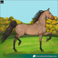 Horse Color:Bay Dun