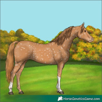 Horse Color:Chestnut Tobiano Appaloosa 