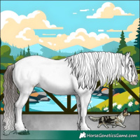 Horse Color:Liver Chestnut Tobiano Appaloosa 