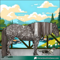 Horse Color:Liver Chestnut Tobiano Appaloosa 