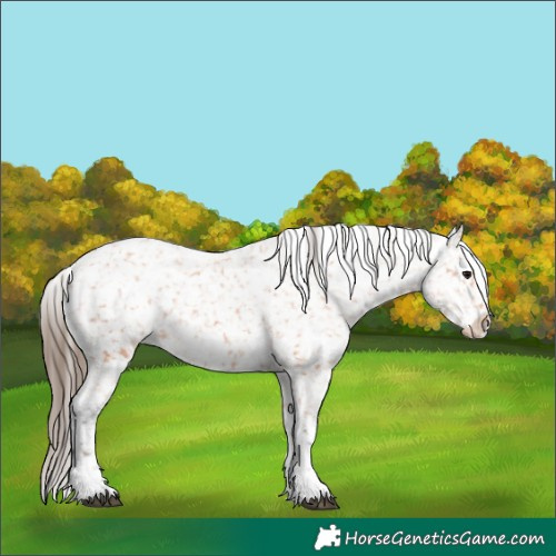 Horse Color:Bay Tobiano Appaloosa