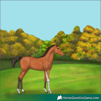 Horse Color:Bay Tobiano Appaloosa