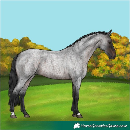 Horse Color:Brown Roan 