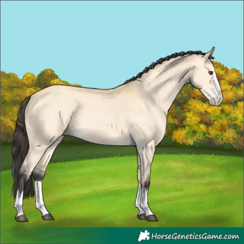 Horse Color:Buckskin Dun Splash