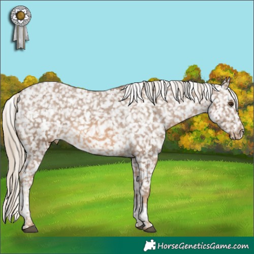 Horse Color:Chocolate Palomino Tobiano Appaloosa 
