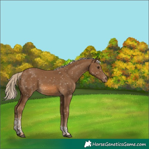 Horse Color:Chocolate Palomino Tobiano Appaloosa 
