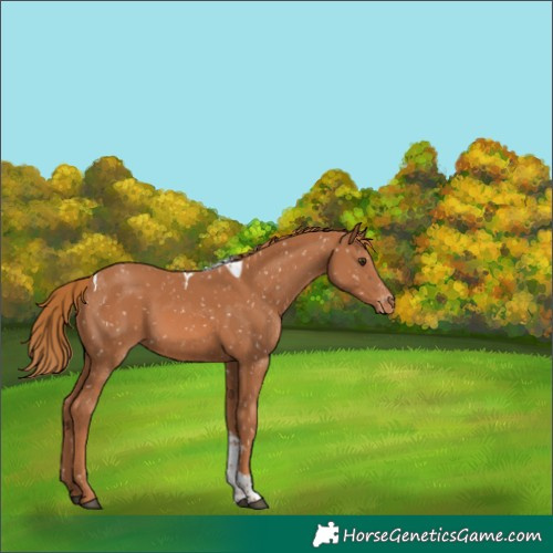 Horse Color:Chestnut Tobiano Appaloosa 