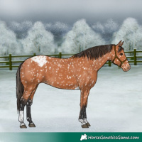 Horse Color:Bay Tobiano Appaloosa 