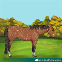 Horse Color:Bay Tobiano Appaloosa 