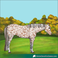 Horse Color:Bay Tobiano Snowflake Varnish