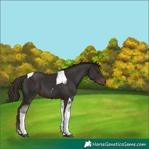 Horse Color:Liver Chestnut Tobiano 