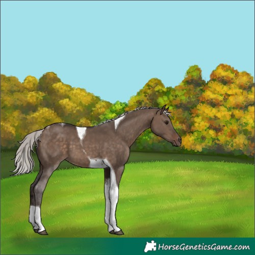 Horse Color:Silver Brown Dun Tobiano 