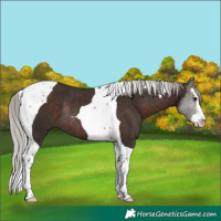 Horse Color:Silver Brown Splash Tobiano Rabicano