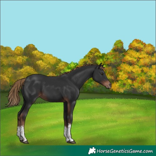 Horse Color:Liver Chestnut Tobiano 