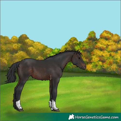 Horse Color:Brown Tobiano Rabicano 