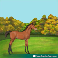 Horse Color:Bay Varnish 