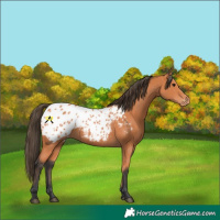 Horse Color:Bay Appaloosa 