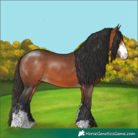Horse Color:Bay Sabino 