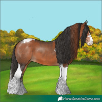 Horse Color:Chestnut Sabino and Bay Tobiano