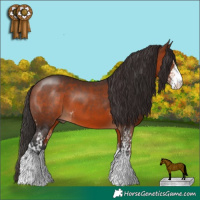 Horse Color:Bay Sabino and Brown Sabino