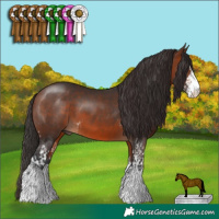 Horse Color:Bay Sabino  and Brown Sabino 