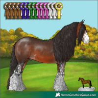 Horse Color:Bay Sabino and Brown Sabino