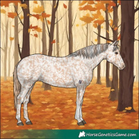 Horse Color:Chestnut Tobiano Appaloosa 