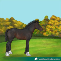 Horse Color:Brown 