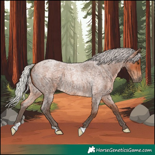 Horse Color:Silver Bay Roan 