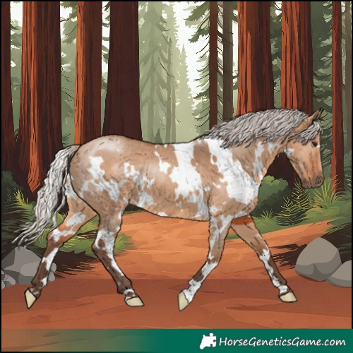 Horse Color:White Spotted Silver Bay Dun 