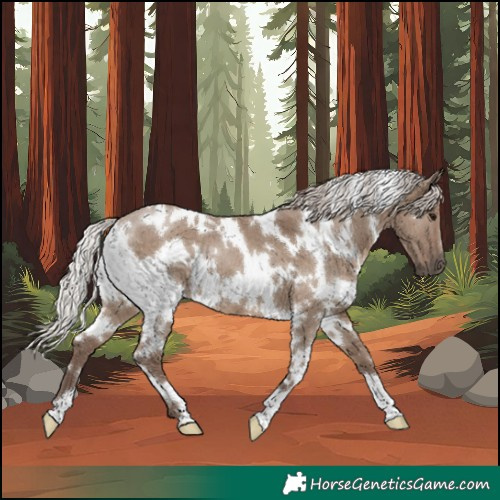 Horse Color:White Spotted Silver Grullo 