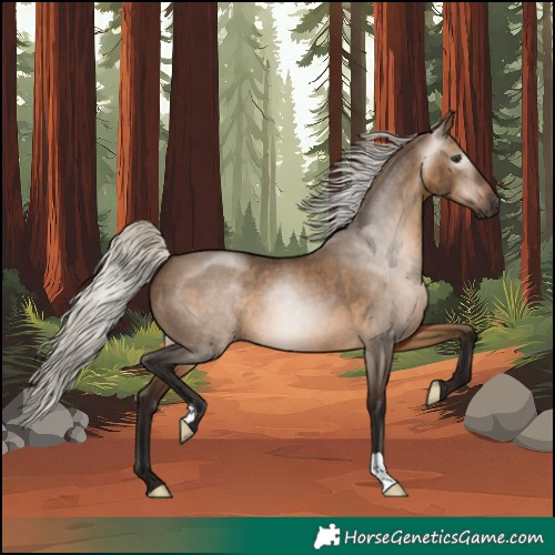Horse Color:Gray Silver Bay Dun 