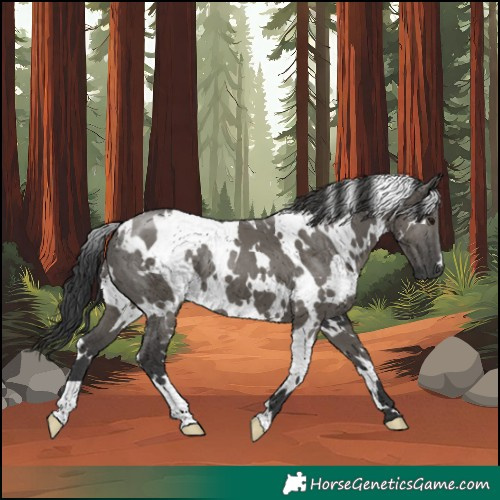 Horse Color:White Spotted Grullo 