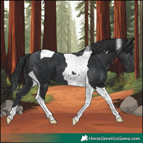 Horse Color:Black Tobiano 