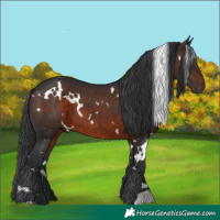Horse Color:White Spotted Brown