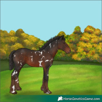 Horse Color:White Spotted Liver Chestnut