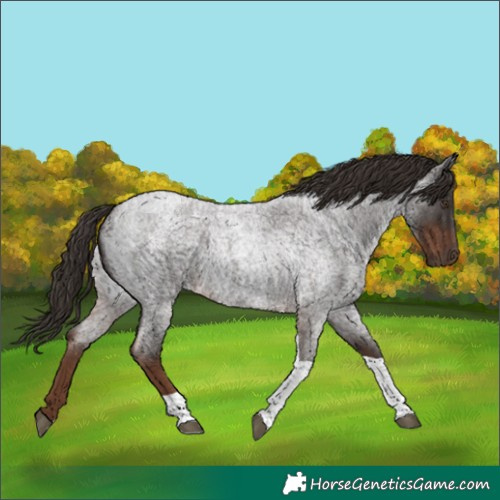 Horse Color:Liver Red Roan Tobiano 
