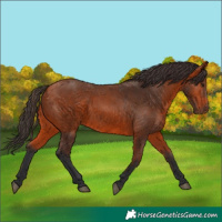 Horse Color:Bay 
