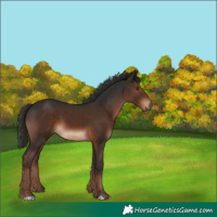 Horse Color:Liver Chestnut 