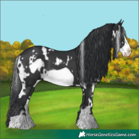 Horse Color:White Spotted Black Frame 