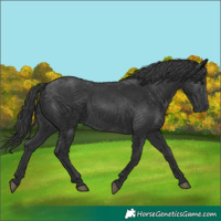 Horse Color:Black 