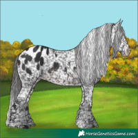 Horse Color:Brown Appaloosa