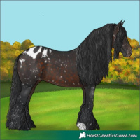 Horse Color:Brown Appaloosa 