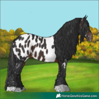 Horse Color:Brown Appaloosa 