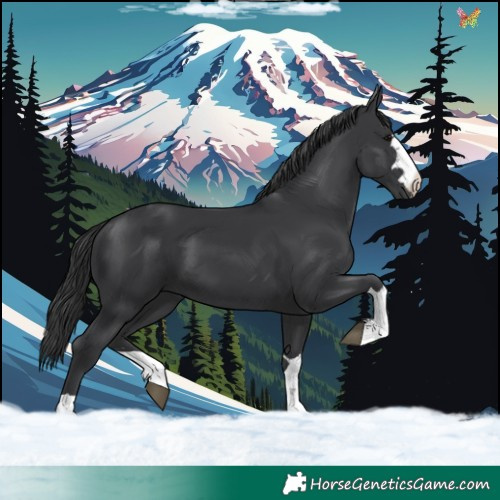 Horse Color:Black 