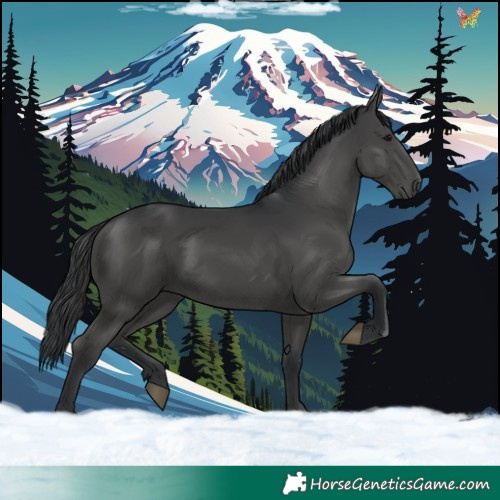 Horse Color:Black 