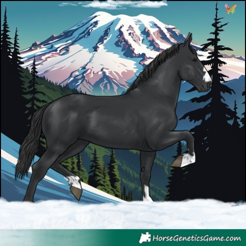 Horse Color:Black 
