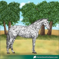Horse Color:Black Tobiano Appaloosa 