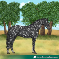 Horse Color:Black Tobiano Snowflake Varnish