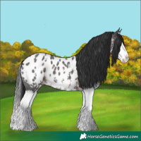Horse Color:Brown Sabino Splash Appaloosa 
